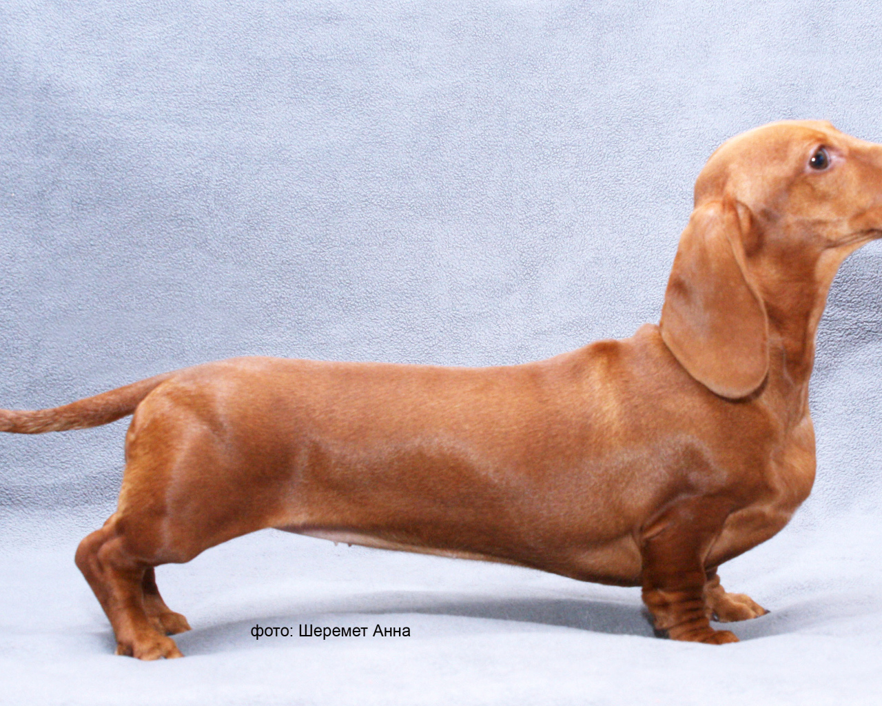 Длинная такса на голубом фоне