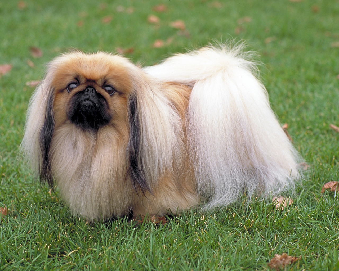 Длинношерстный пекинес на траве