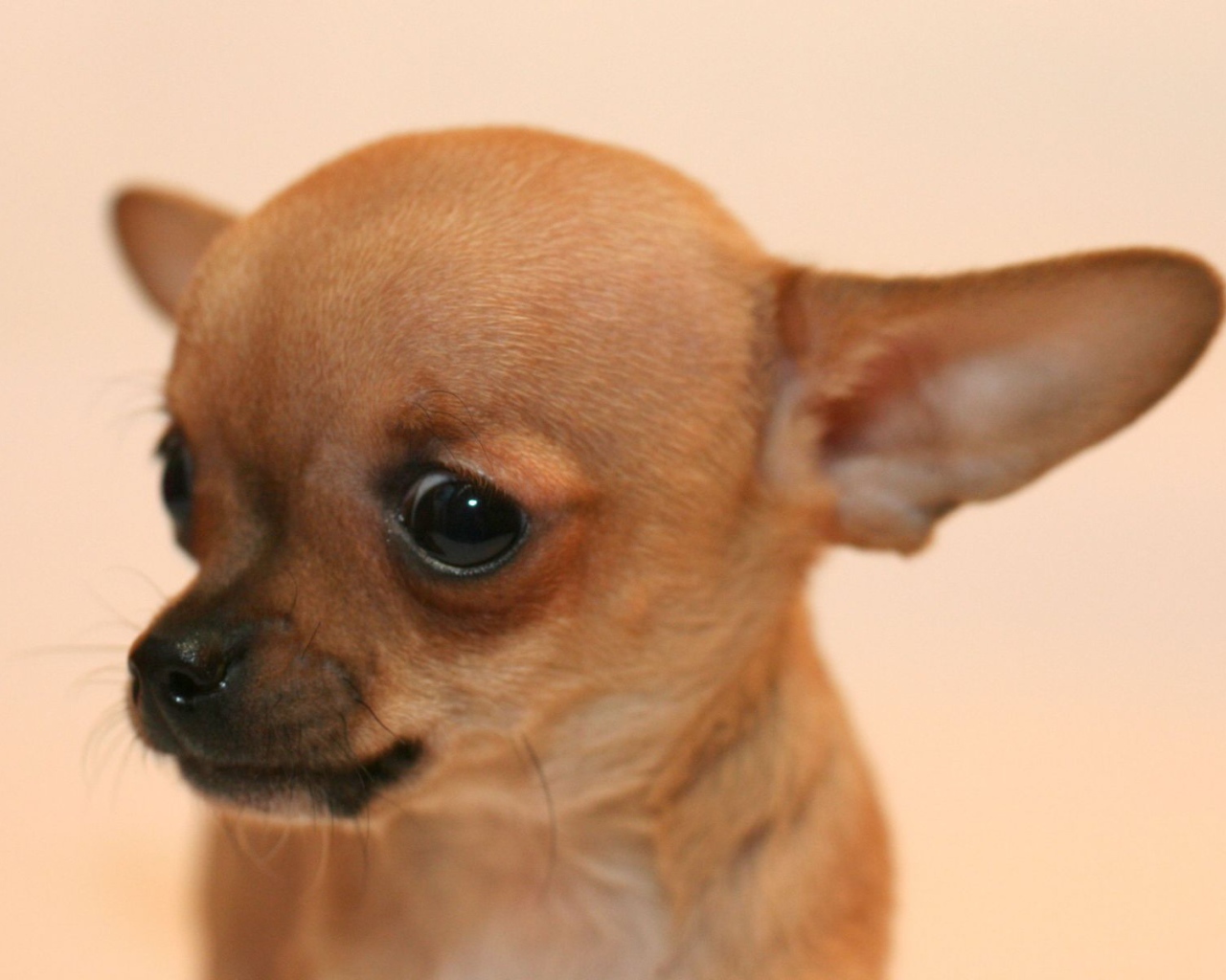 Взгляд собаки чихуахуа