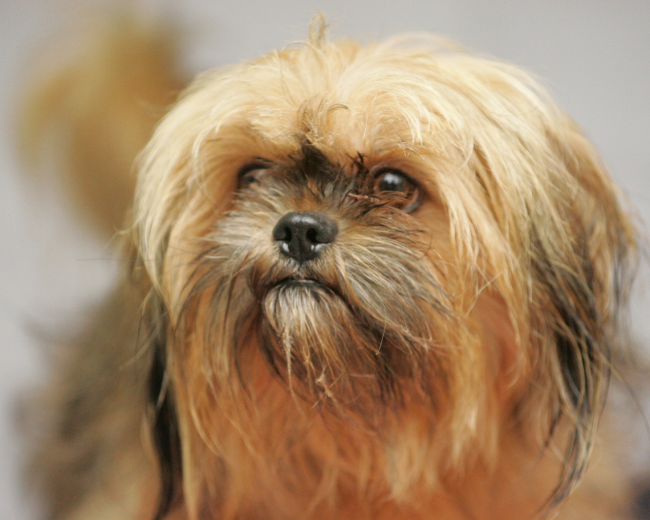 Взгляд милашки пекинеса