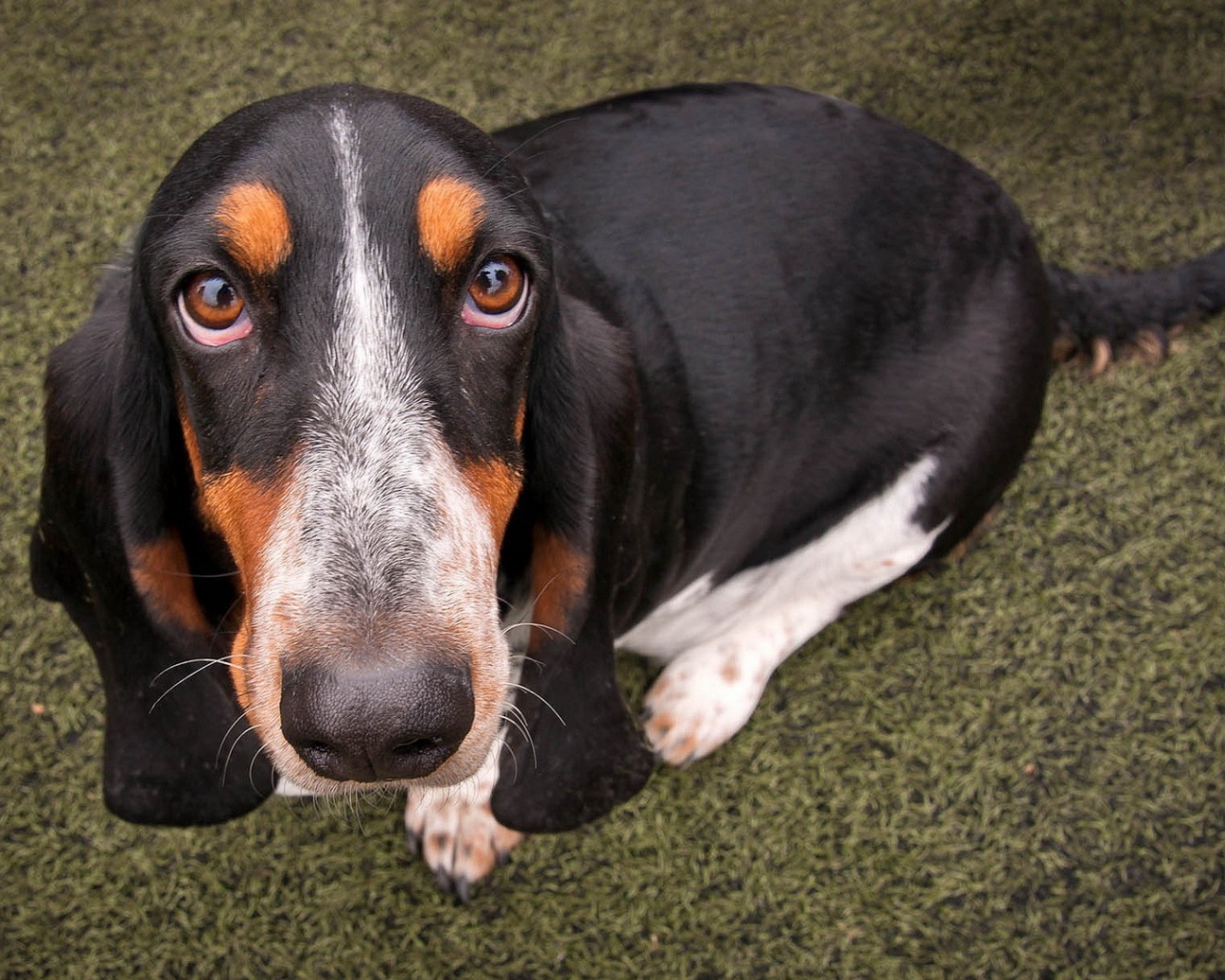 Преданный пес