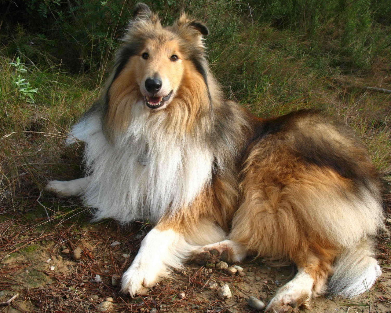 Роскошная собака колли