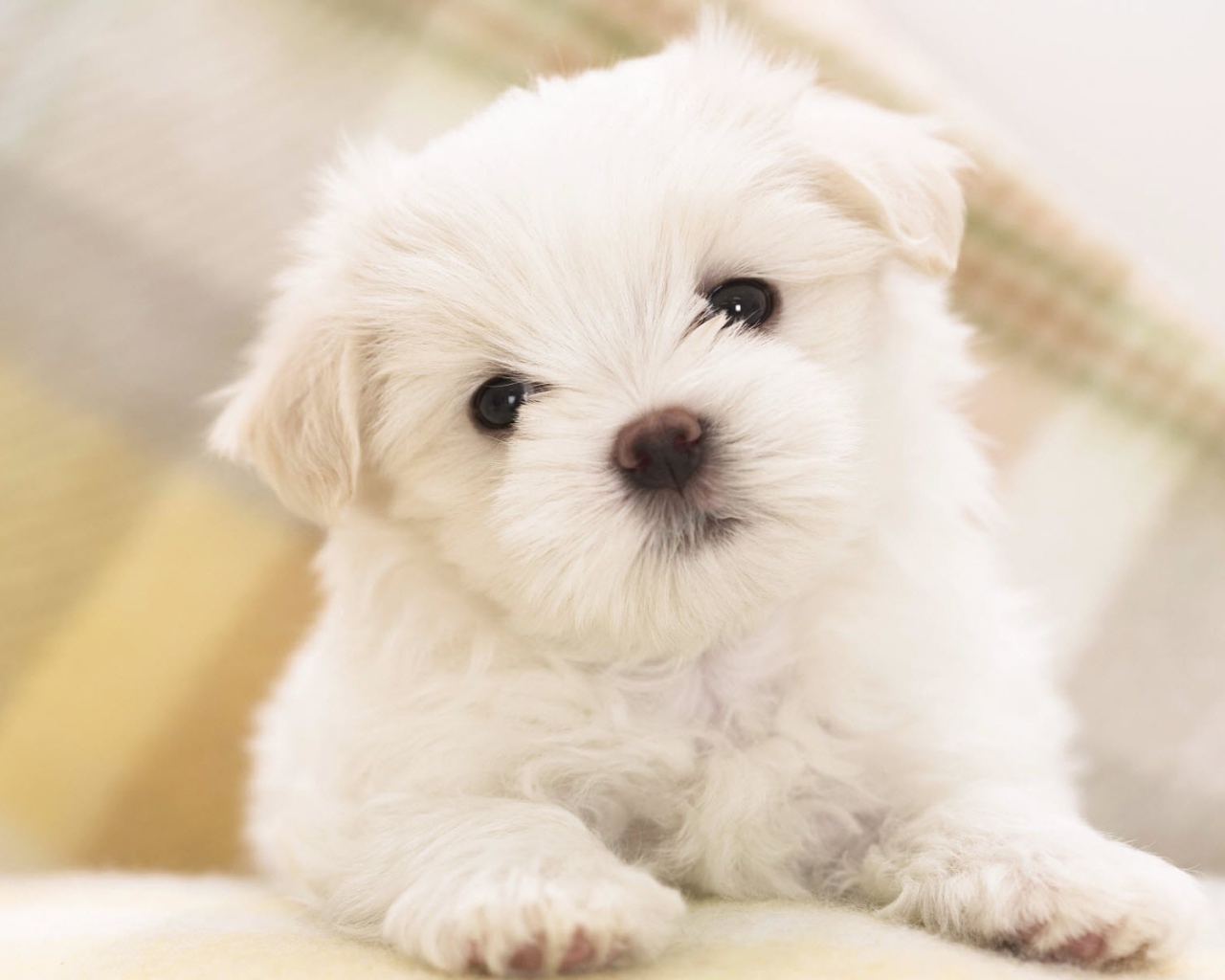Мальтийский щенок