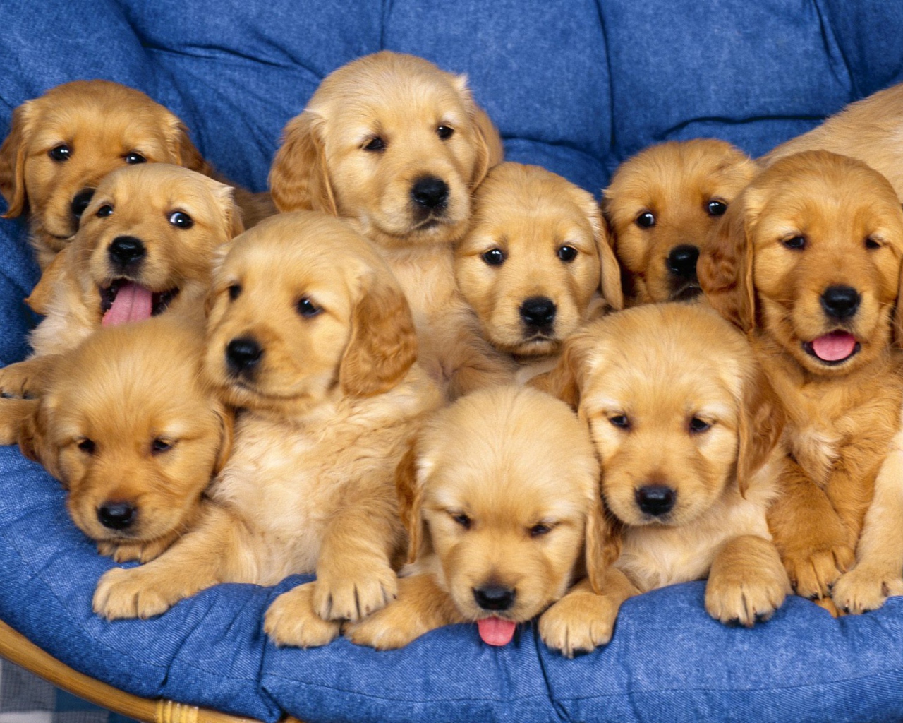 Много щенков ретривера