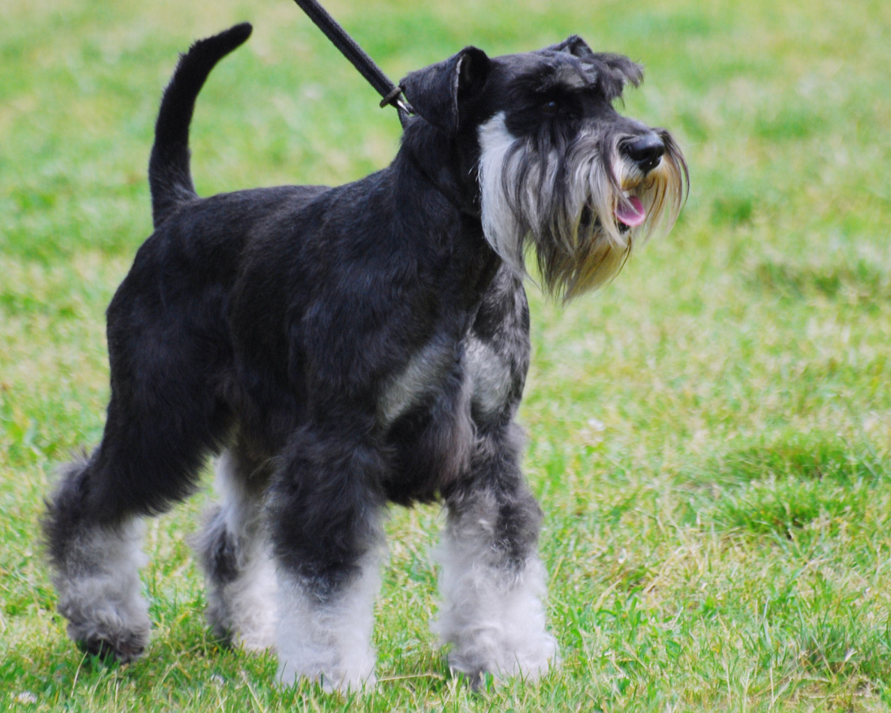 Миниатюрный шнауцер на прогулке