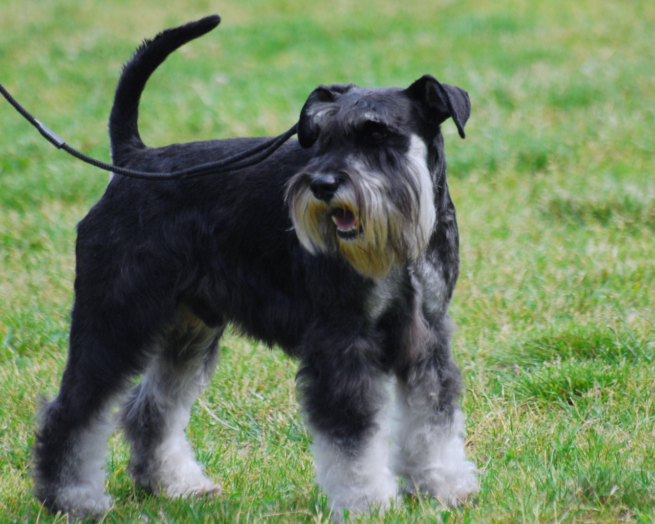 Миниатюрный шнауцер на поводке