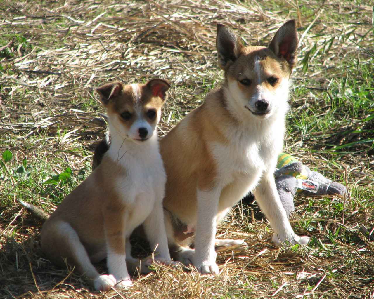 Мама норвежский лундехунд с щенком
