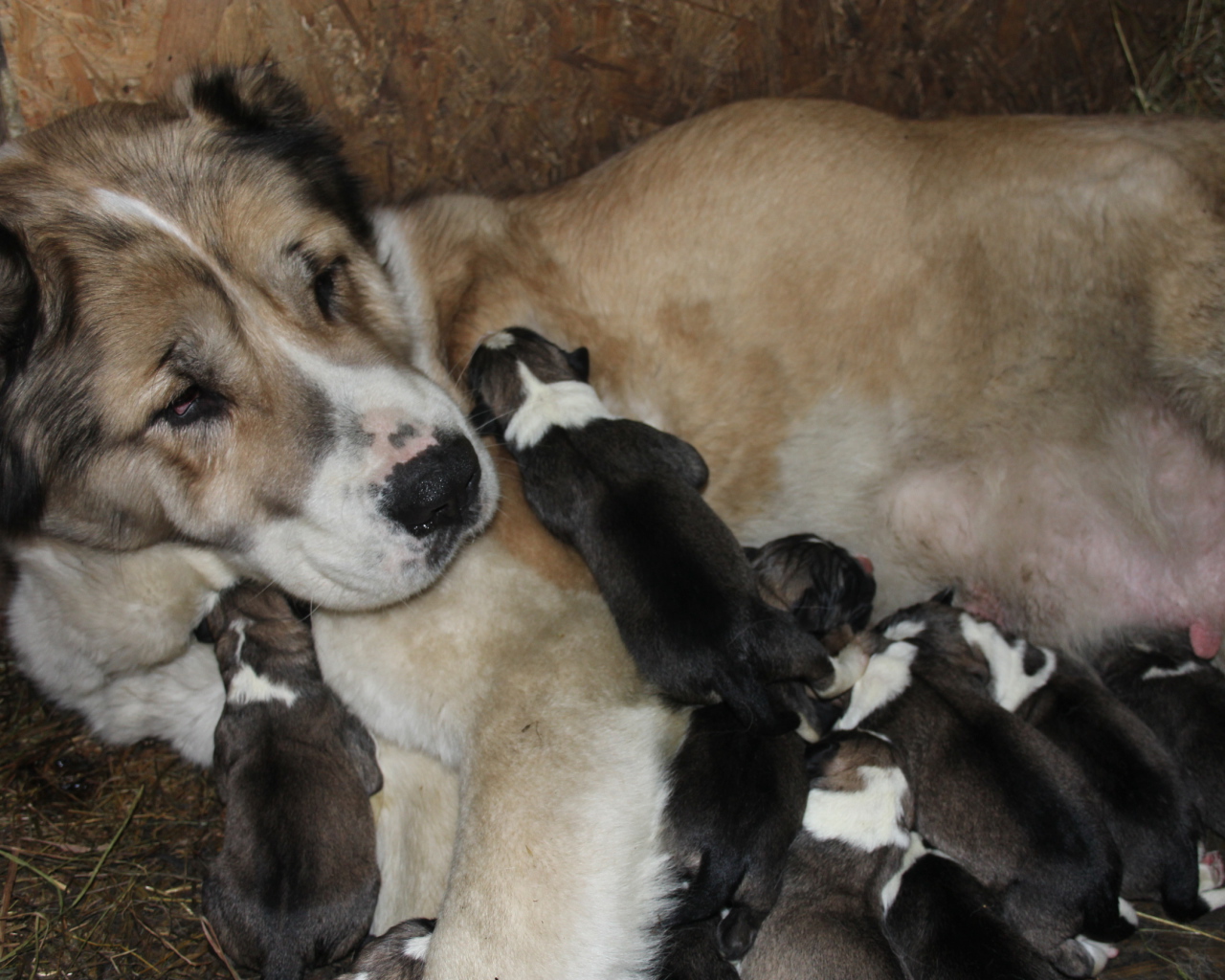 Мама алабай с щенками