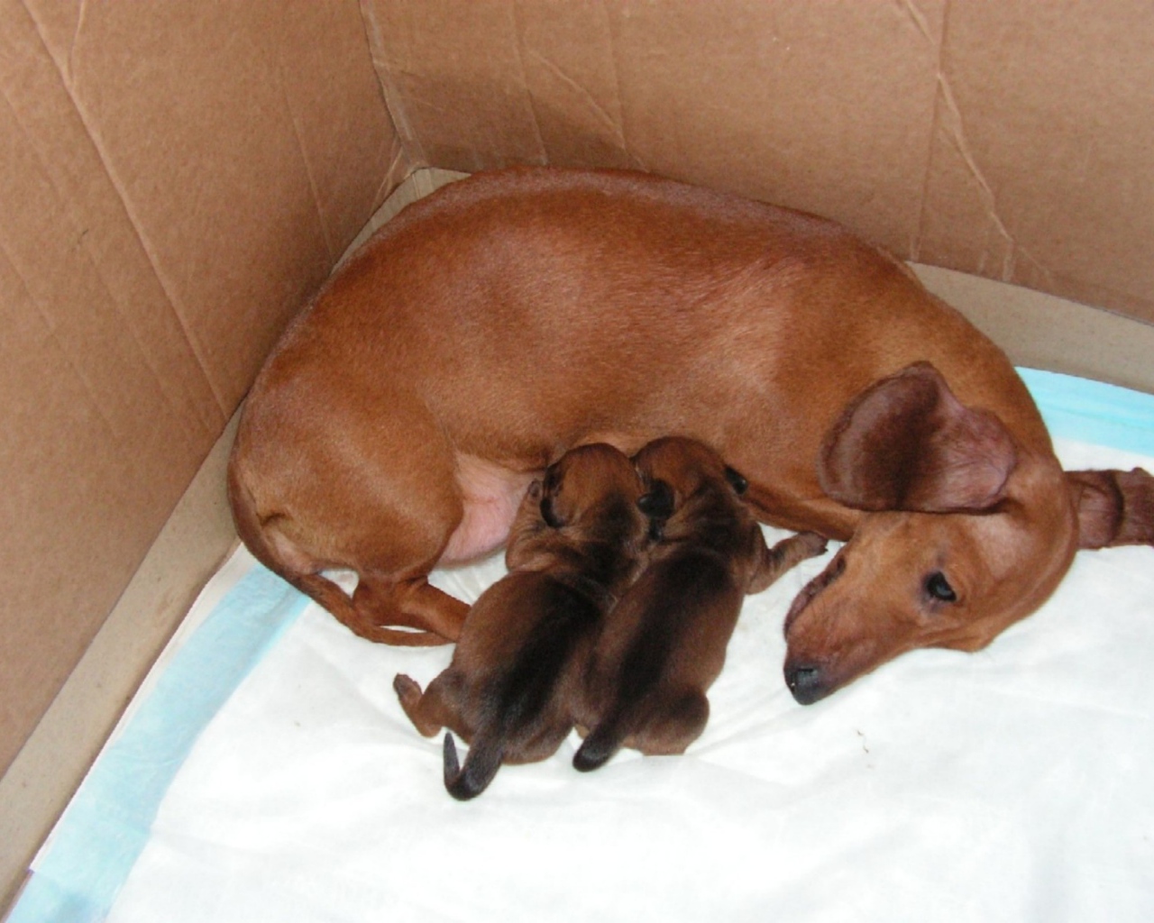 Мама такса с щенками