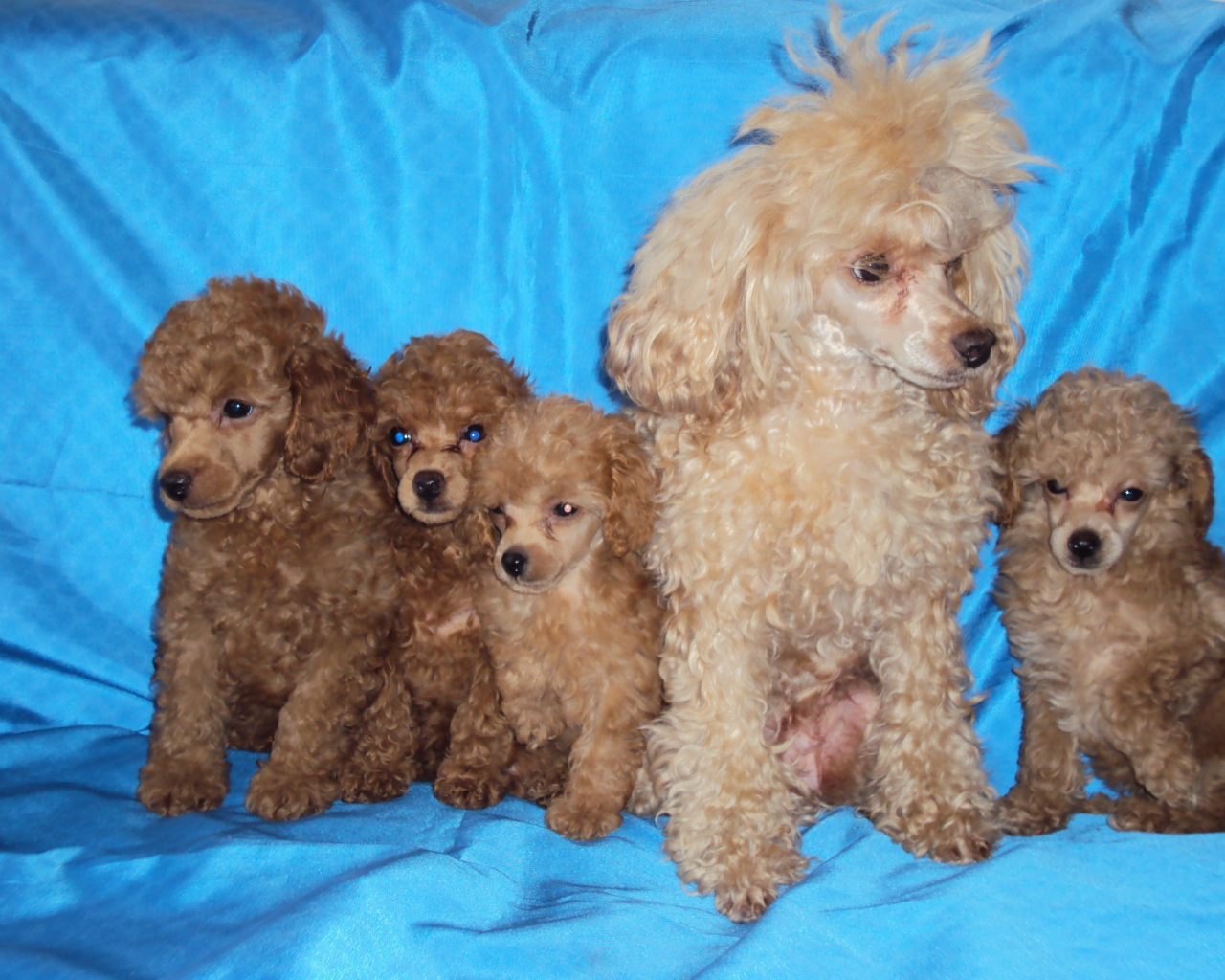 Мама пудель с щенками