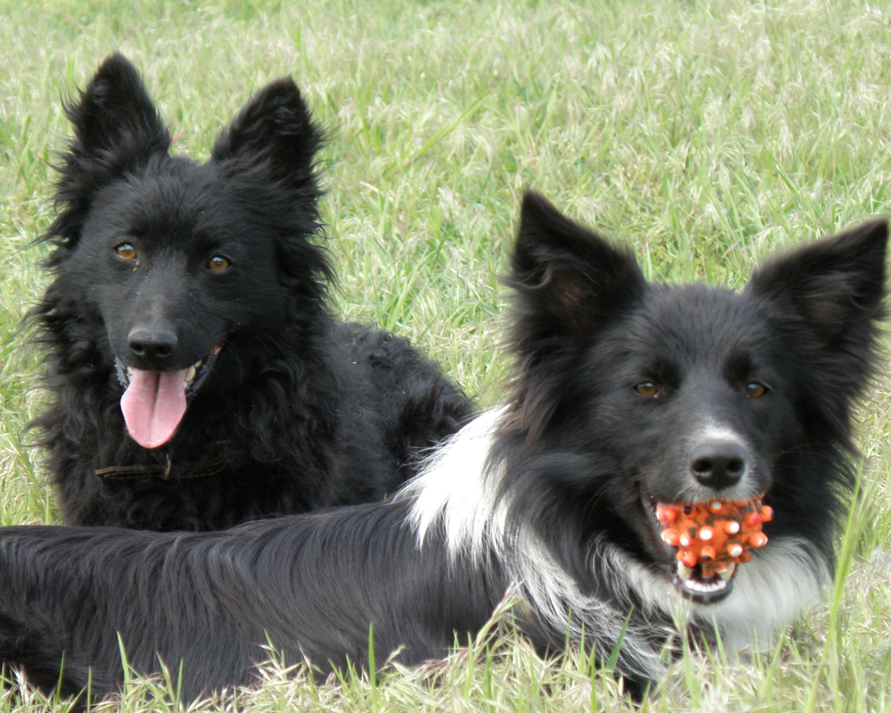 Собаки муди с игрушкой