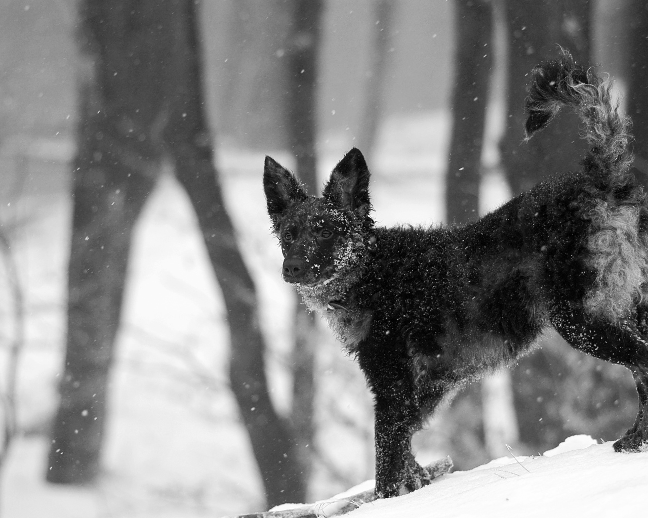 Муди на снегу
