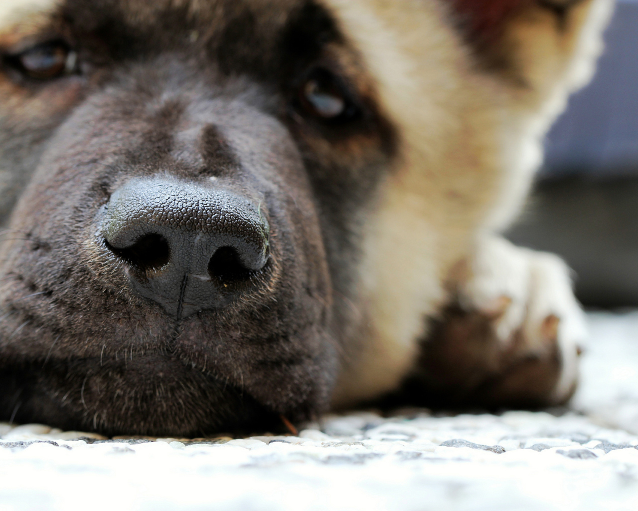 Мордочка американской акиты