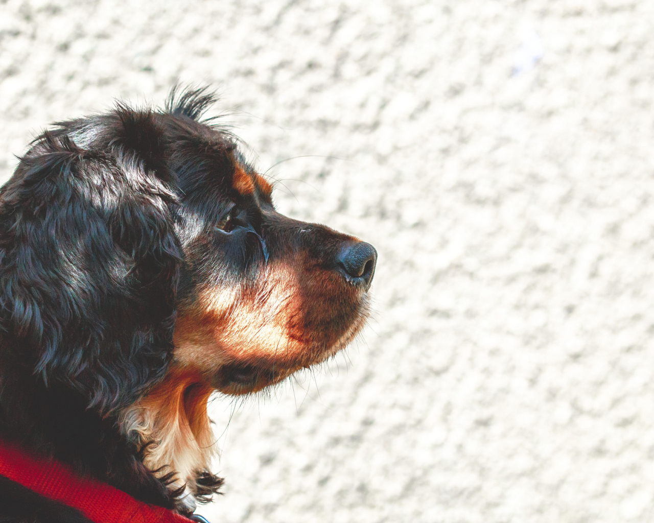 Мордочка кавалер кинг чарльз спаниеля