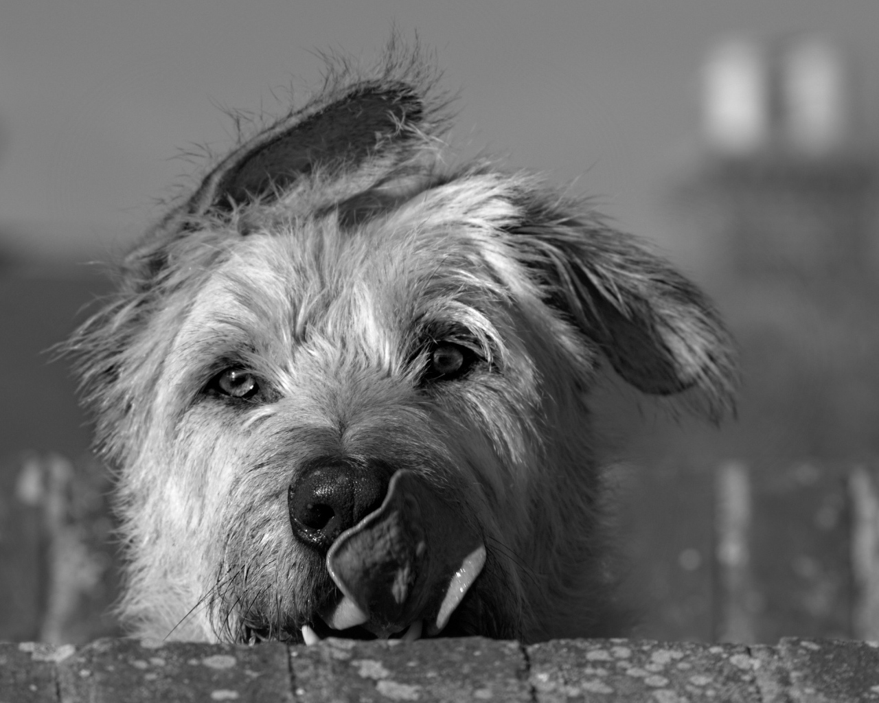 Мордочка ирландского волкодава