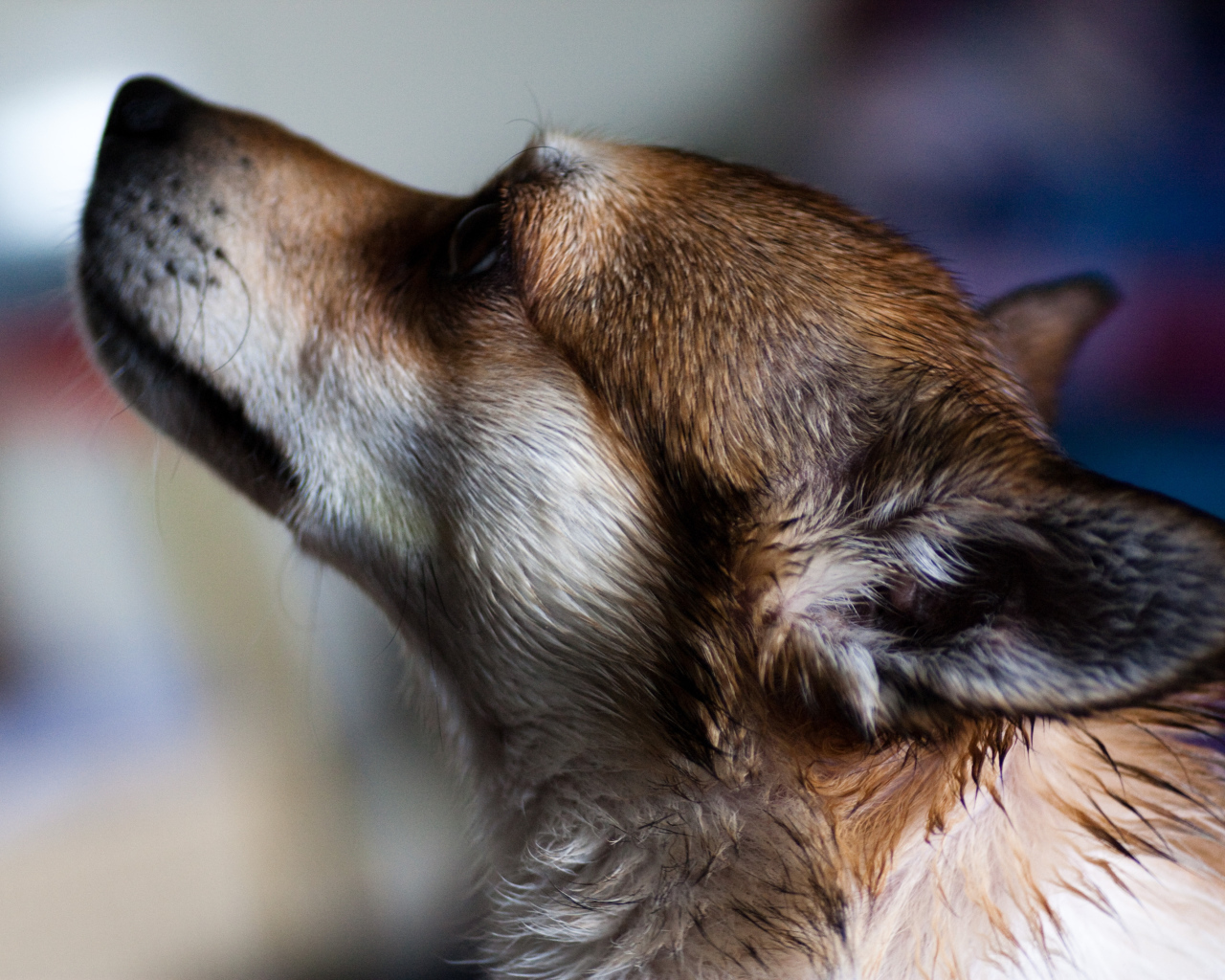 Мордочка норвежского лундехунда