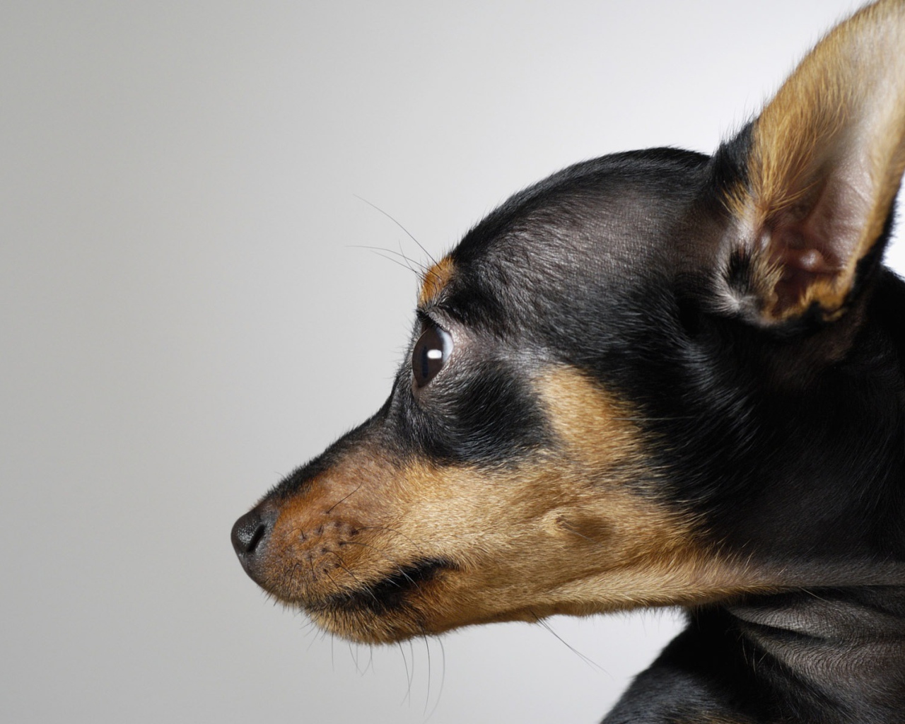 Морда собаки чихуахуа