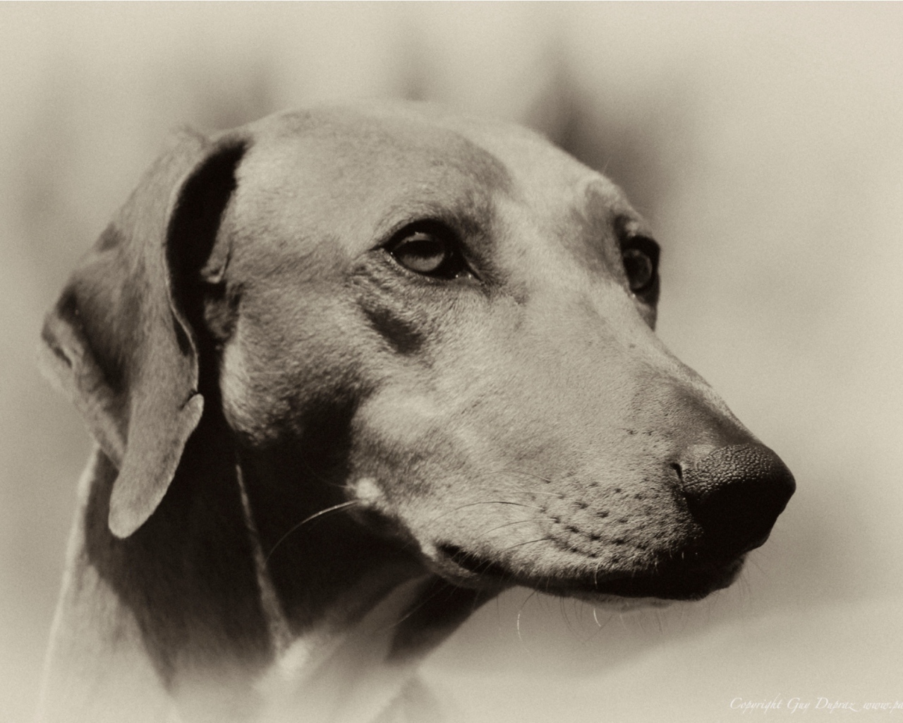 Мордочка собаки азавак