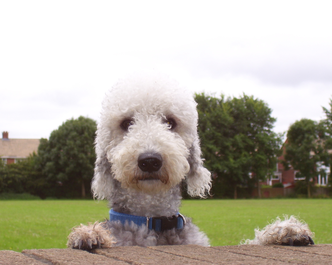 Мордашка собаки бедлингтон терьер