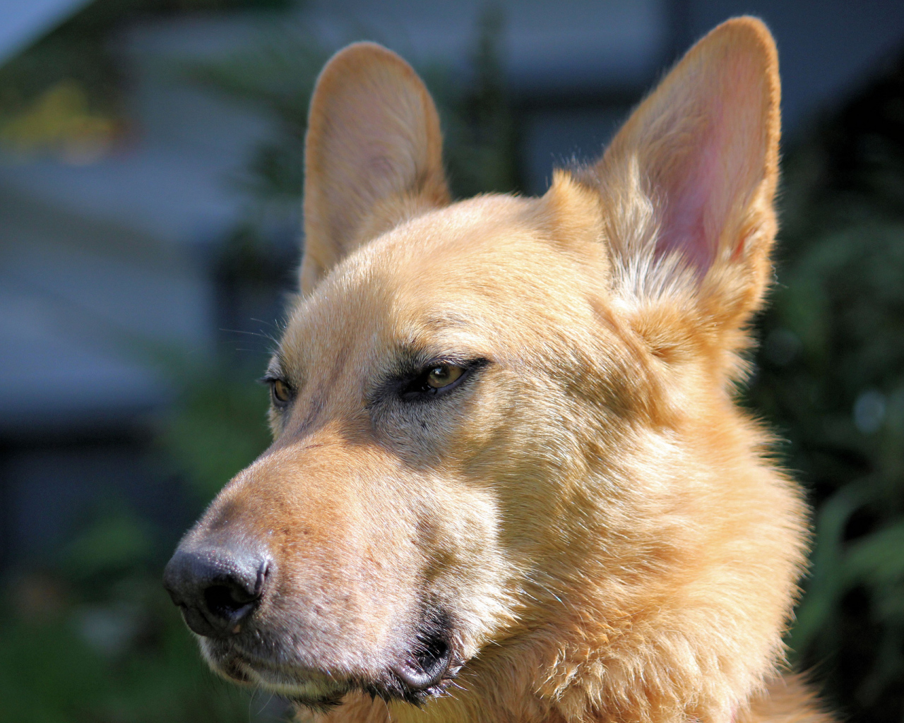 Морда пса чинук