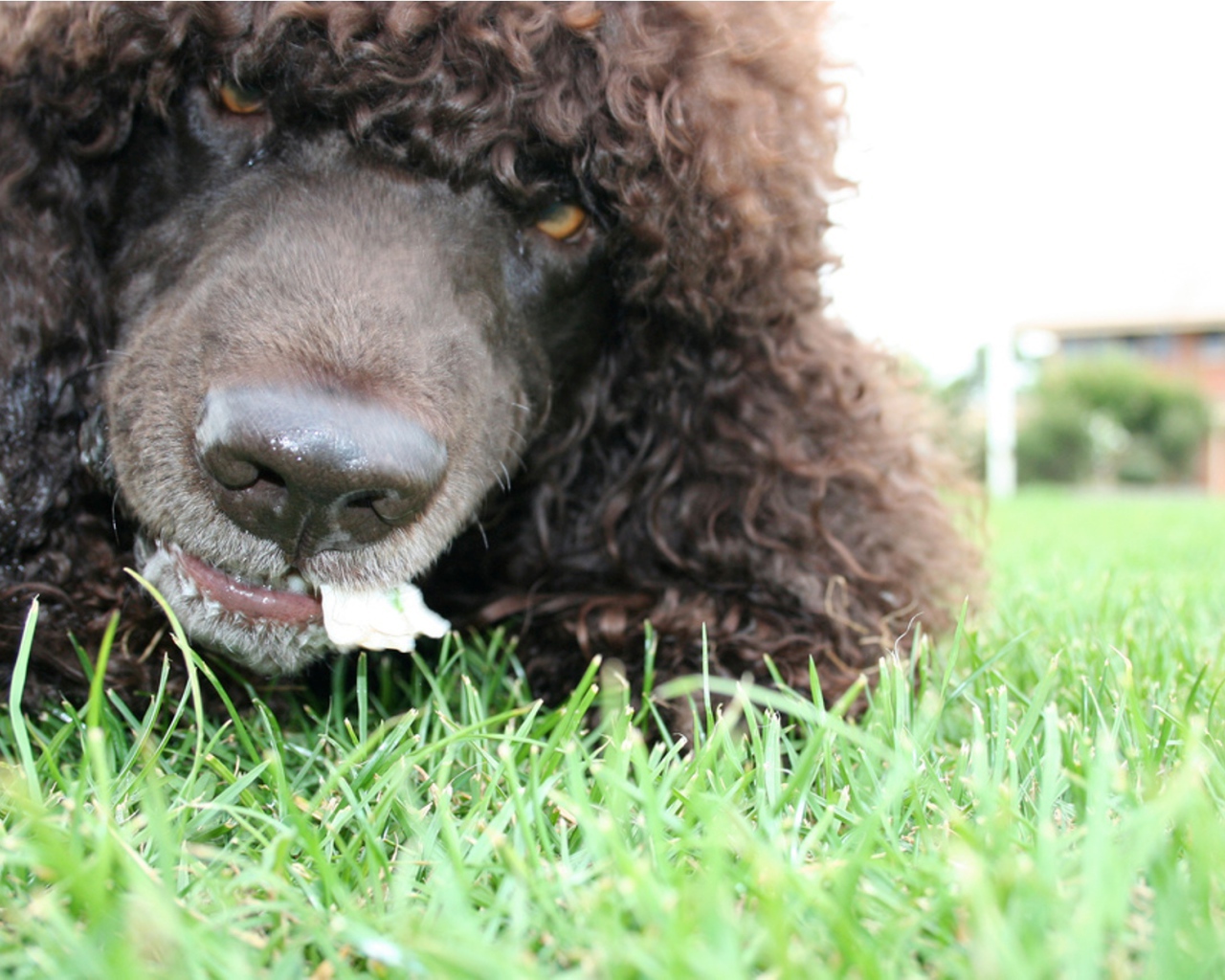 Морда собаки ирландский водяной спаниель