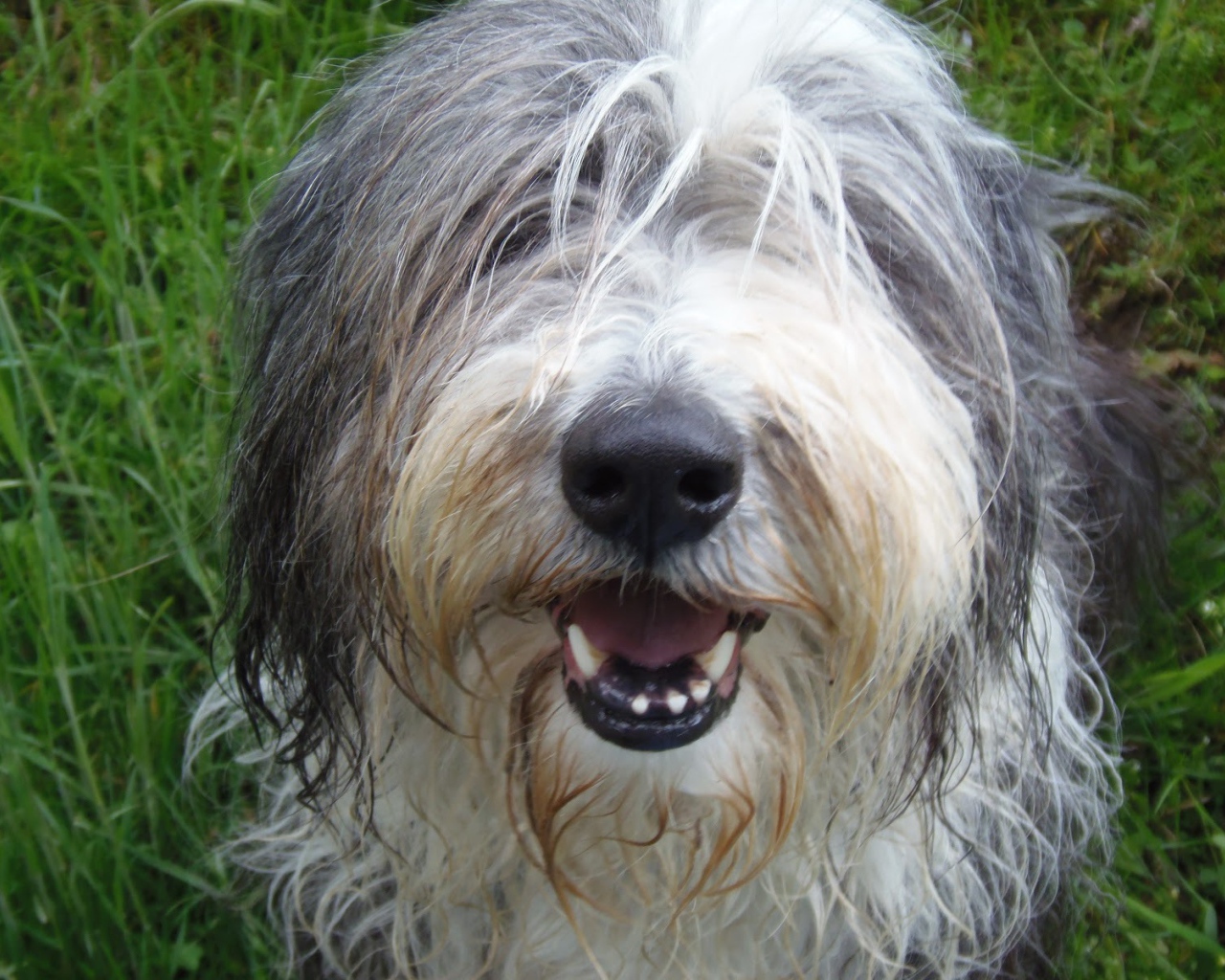 Мордашка собаки породы бобтейл