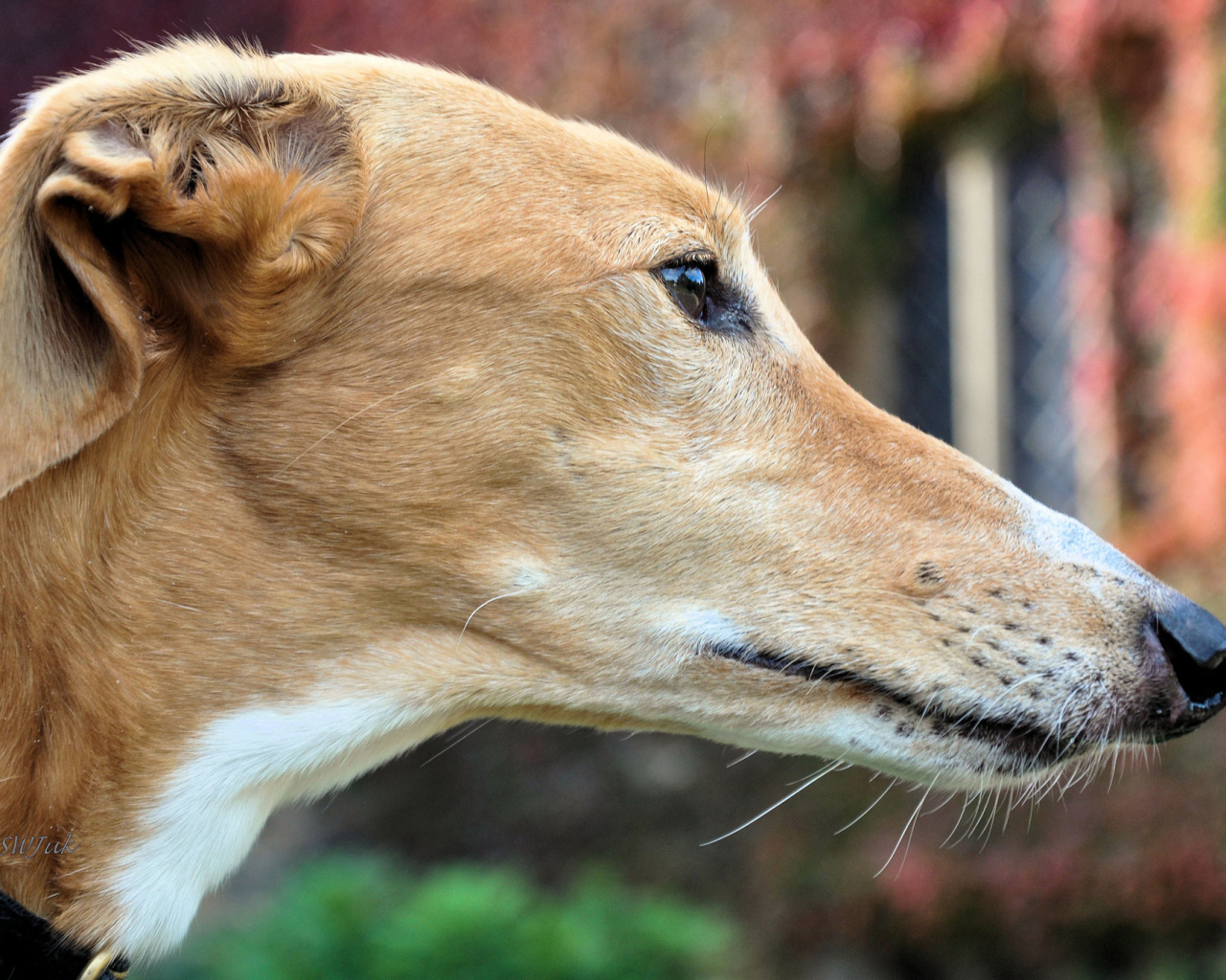 Мордочка собаки породы салюки