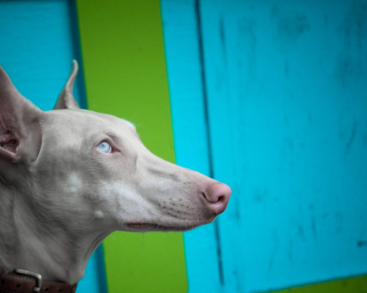 Морда серой фараоновой собаки