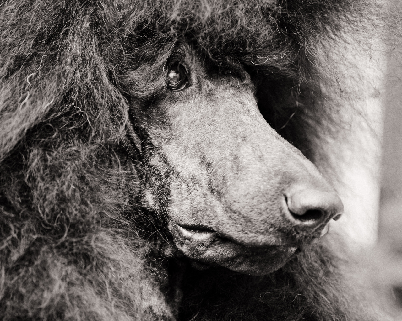 Морда черного пуделя