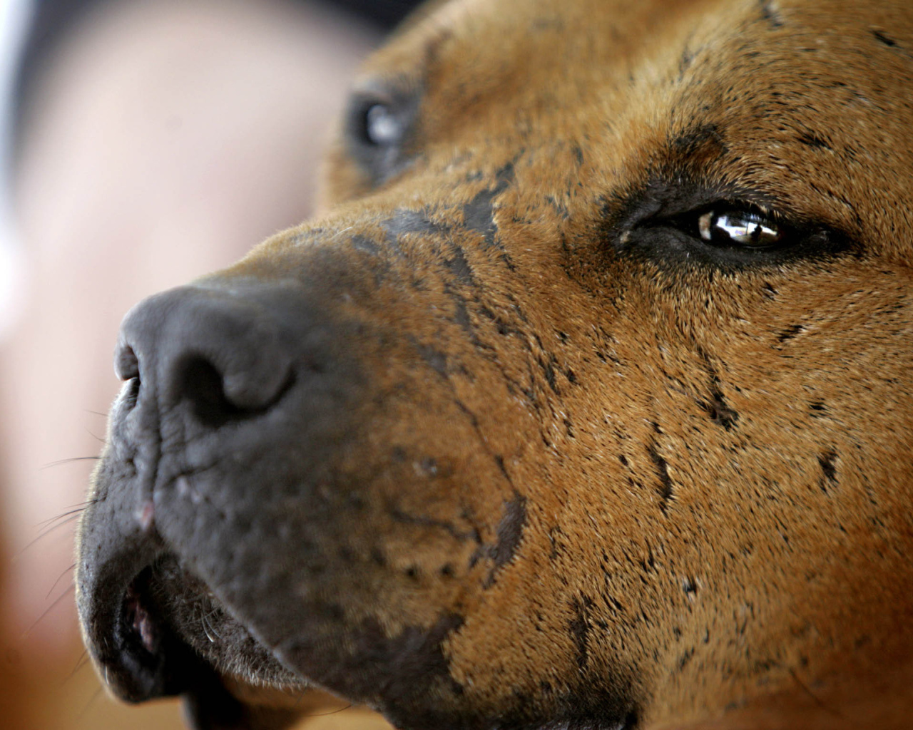 Морда старого питбуля