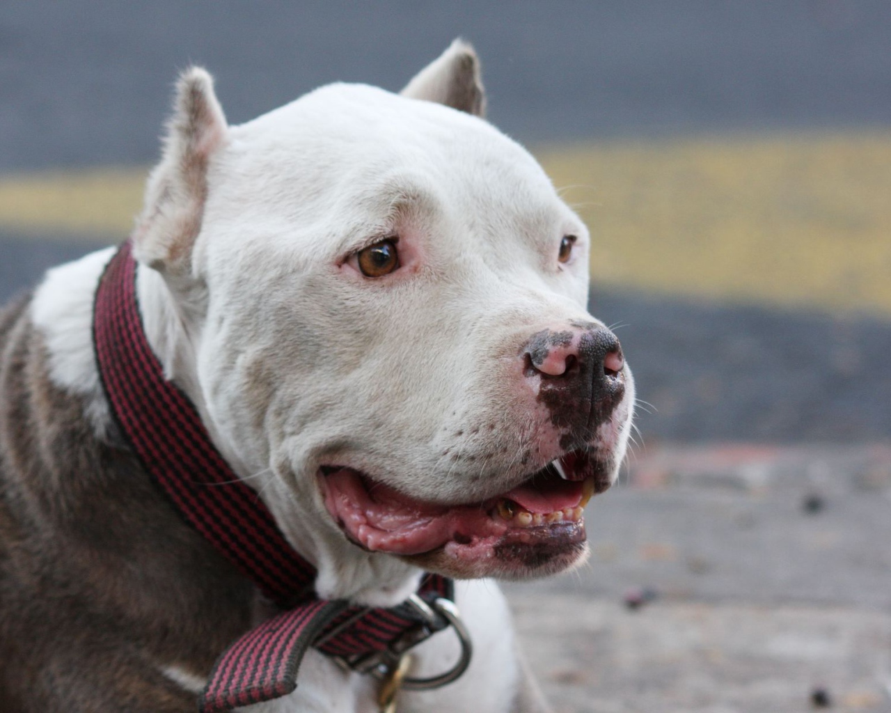 Морда белого питбуля