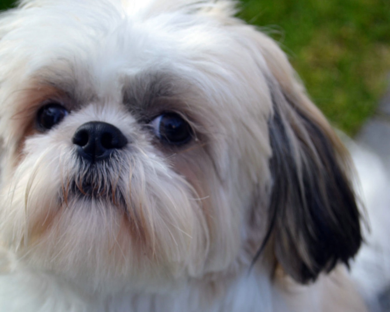Морда белого шитцу