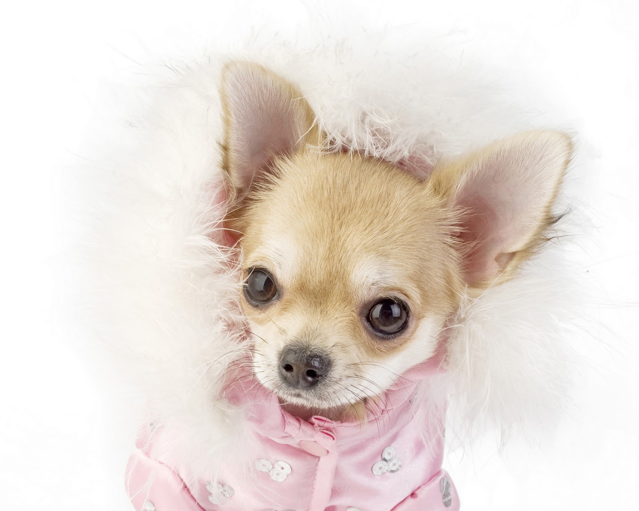 Ухоженная собака чихуахуа