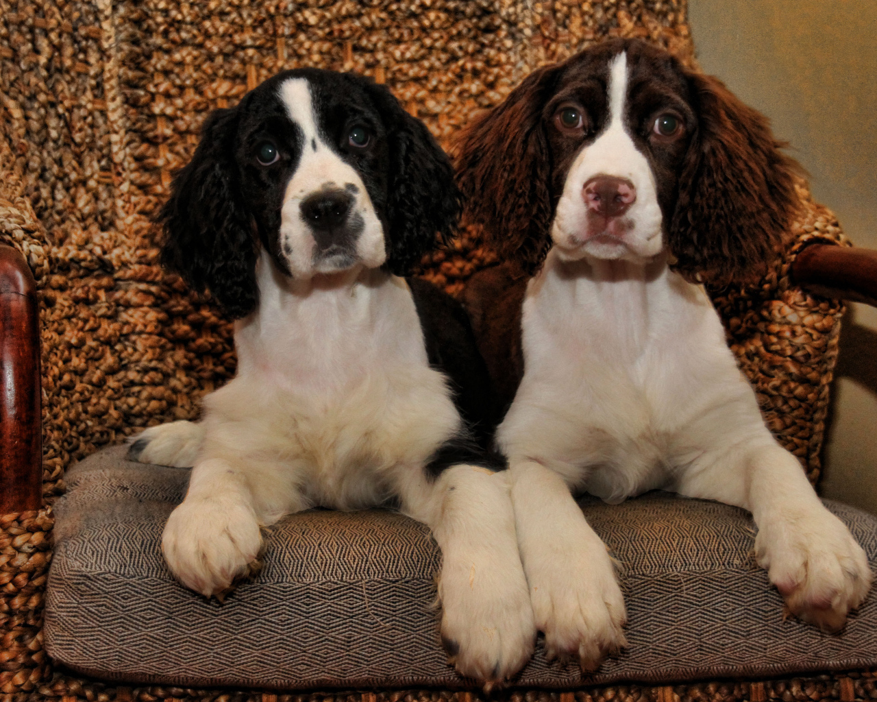 Благородные собаки английский спрингер спаниель