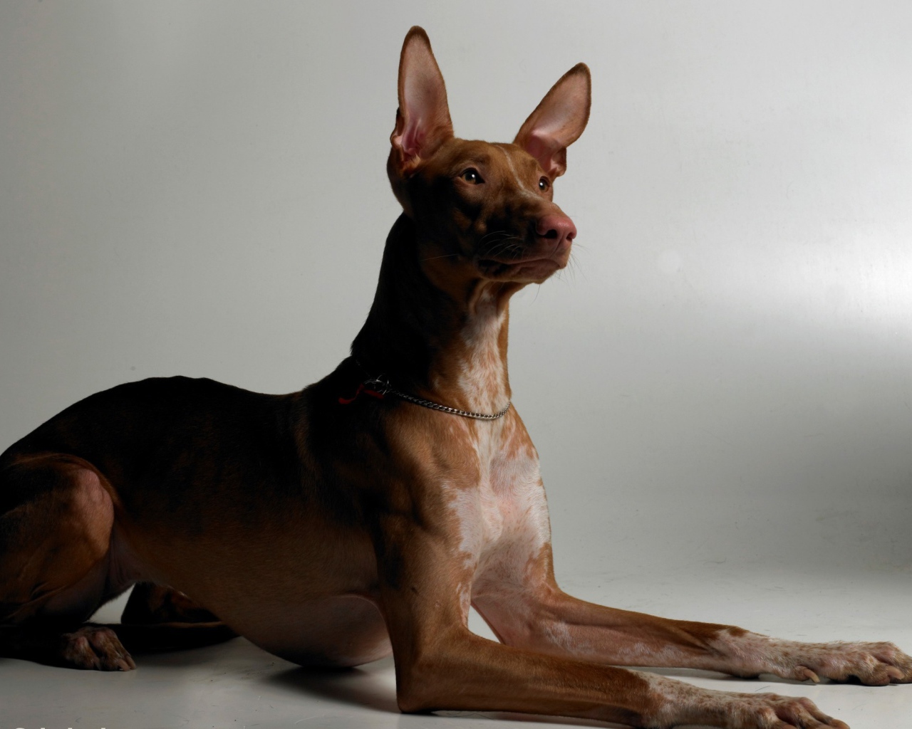 Благородная фараонова собака