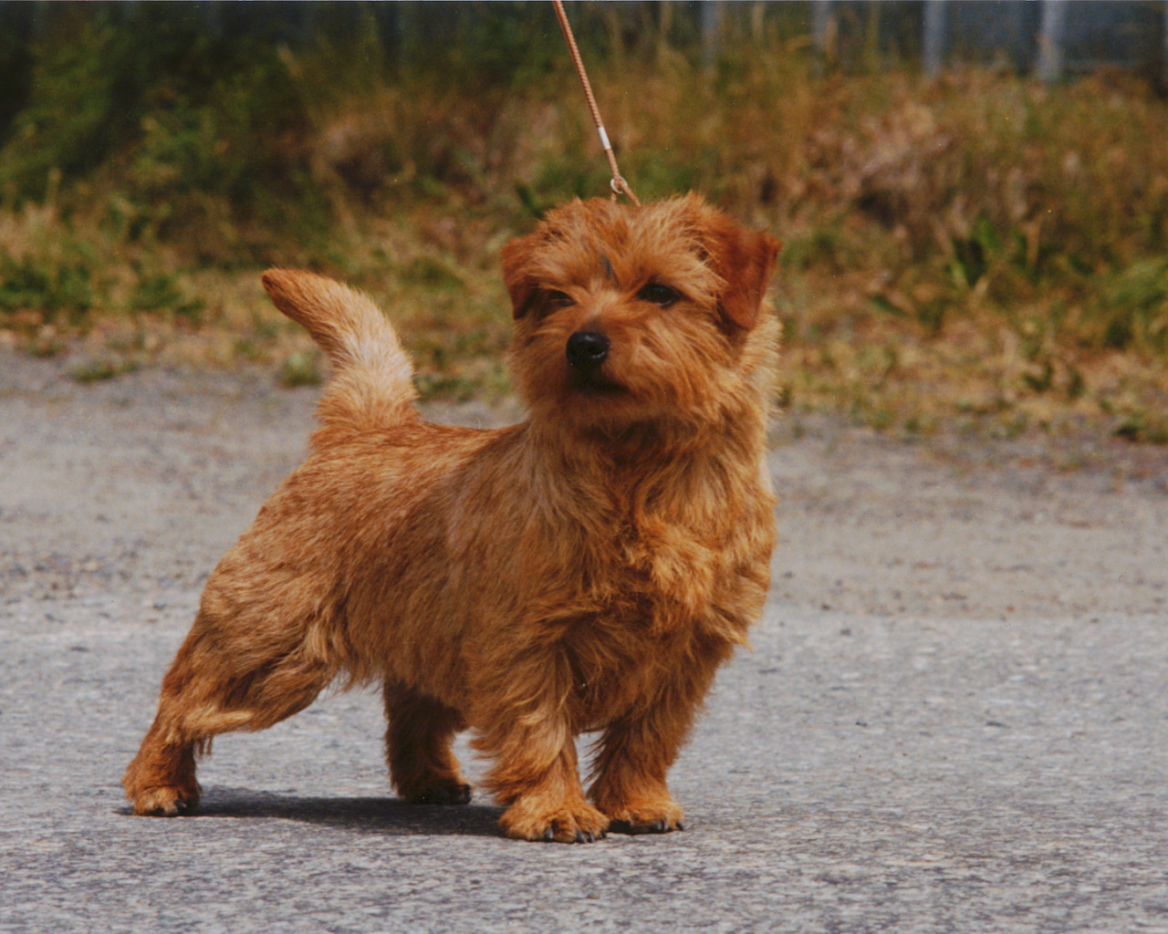 Норфолк терьер на прогулке