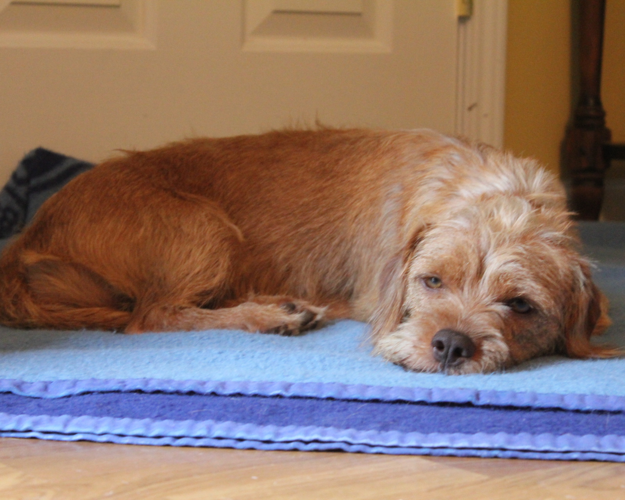 Норфолк терьер лежит на коврике