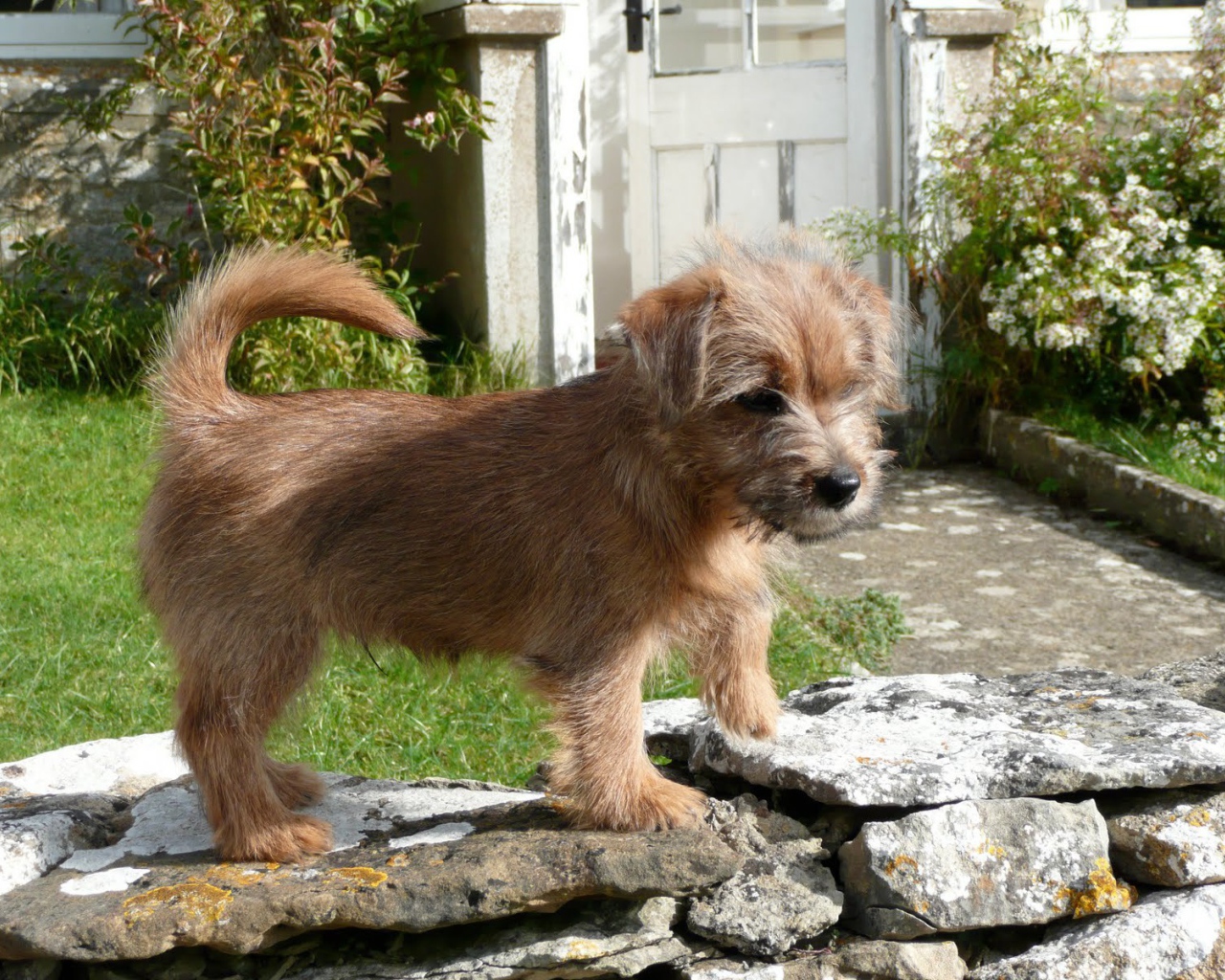 Норфолк терьер на камнях