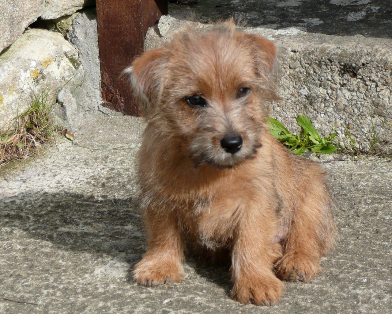 Щенок норфолк терьер