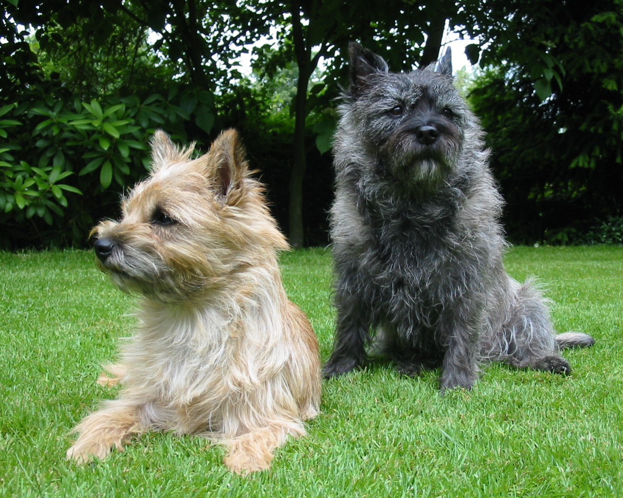 Представители породы норфолк терьер