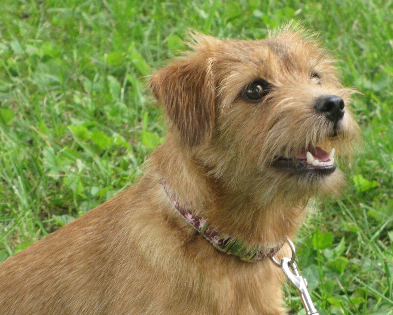 Любознательный норфолк терьер