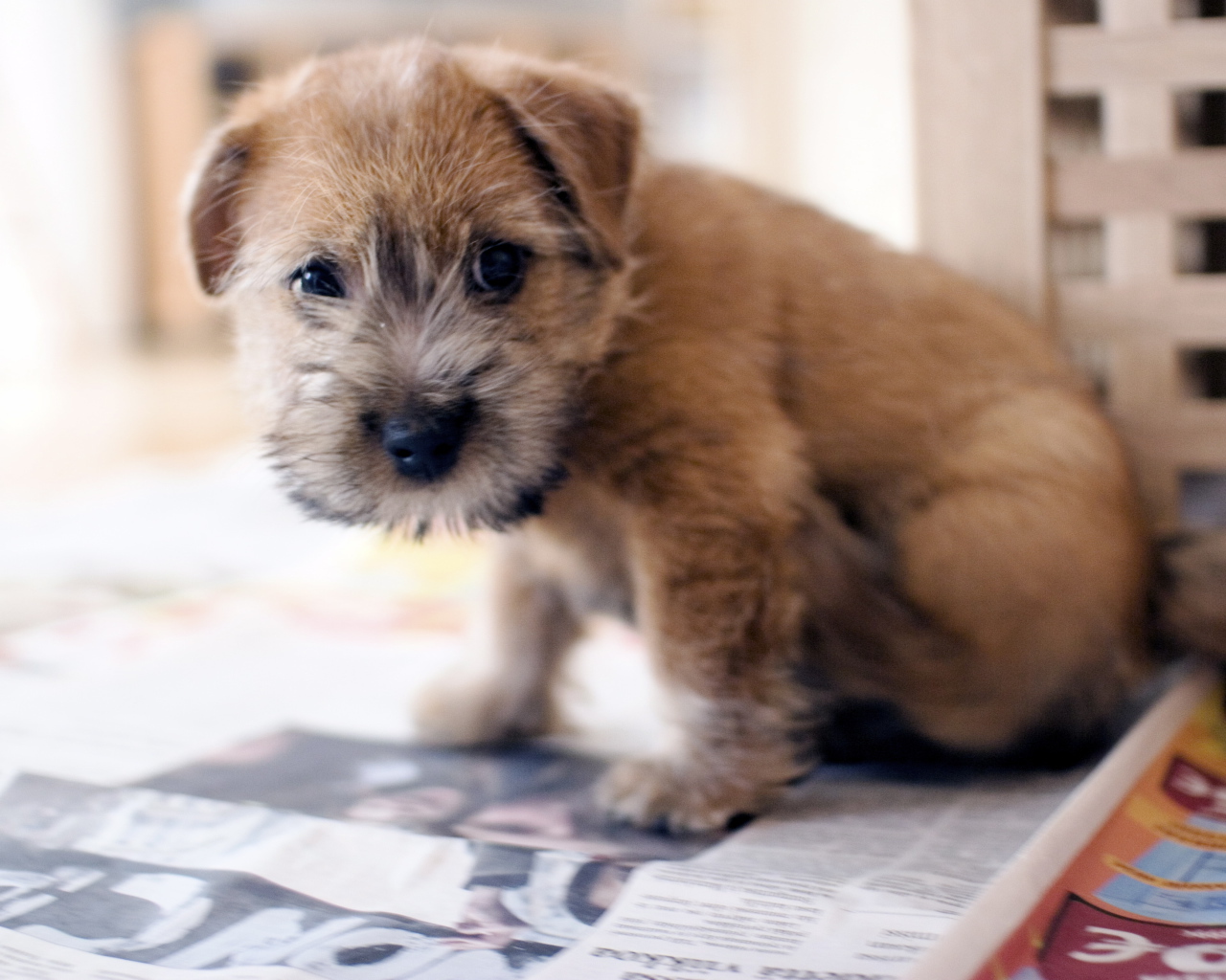 Красивый щенок норфолк терьер