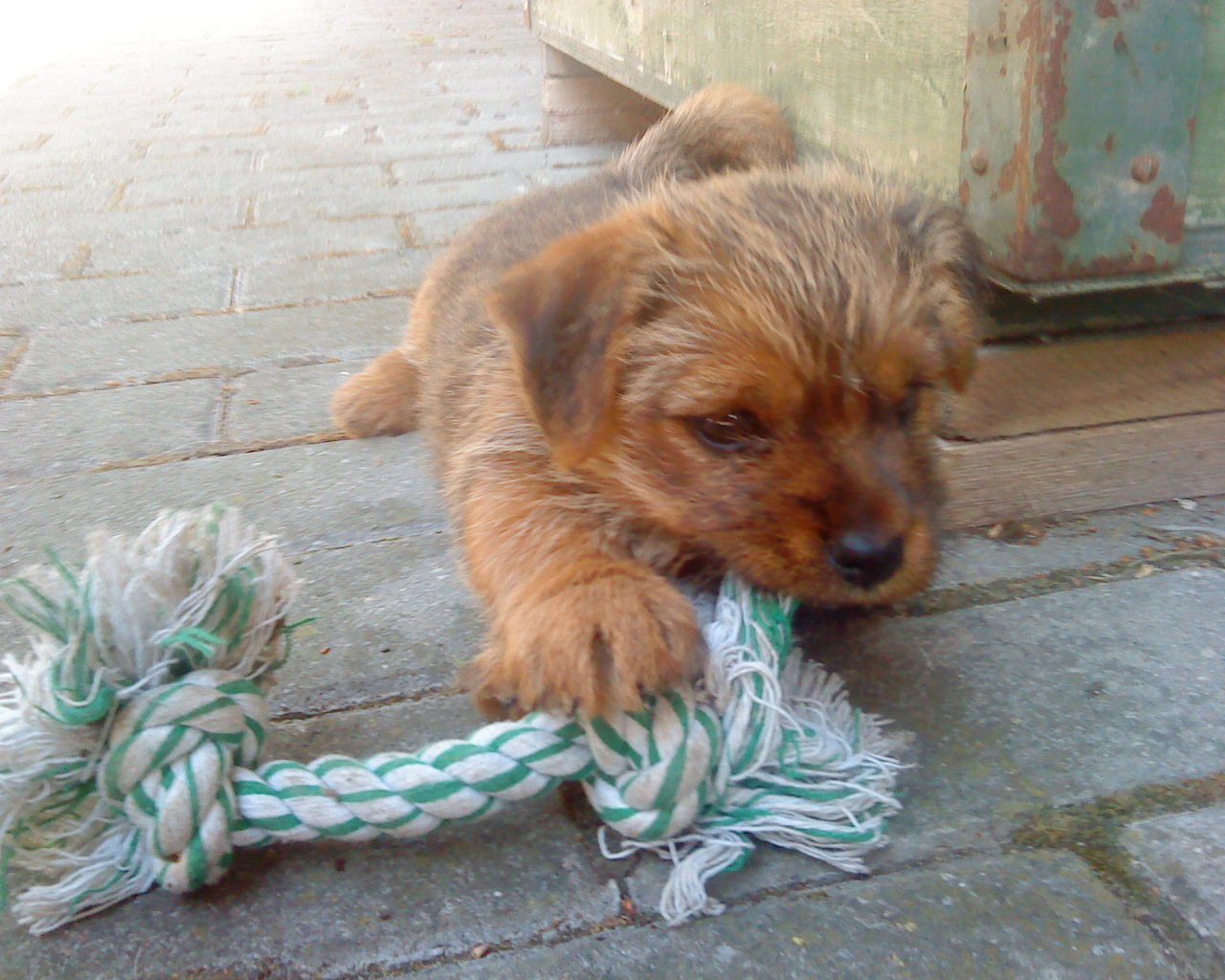 Щенок норфолк терьер грызет игрушку