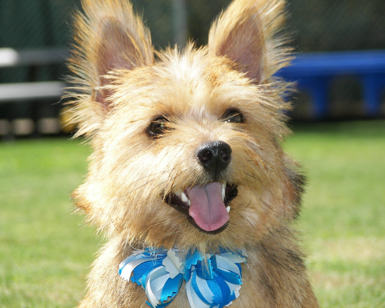 Норфолк терьер с голубым бантом