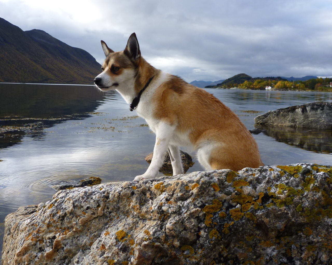 Норвежский лундехунд на камне