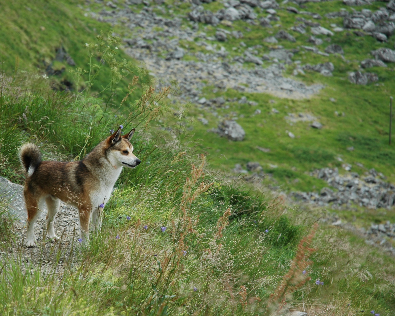 Норвежский лундехунд в горах