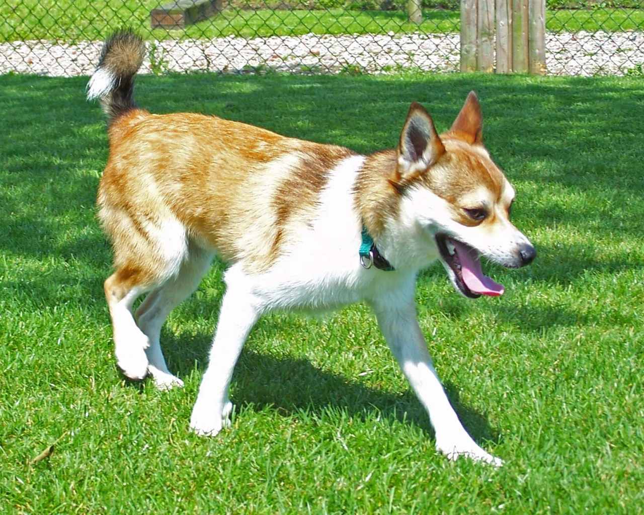 Норвежский лундехунд на газоне