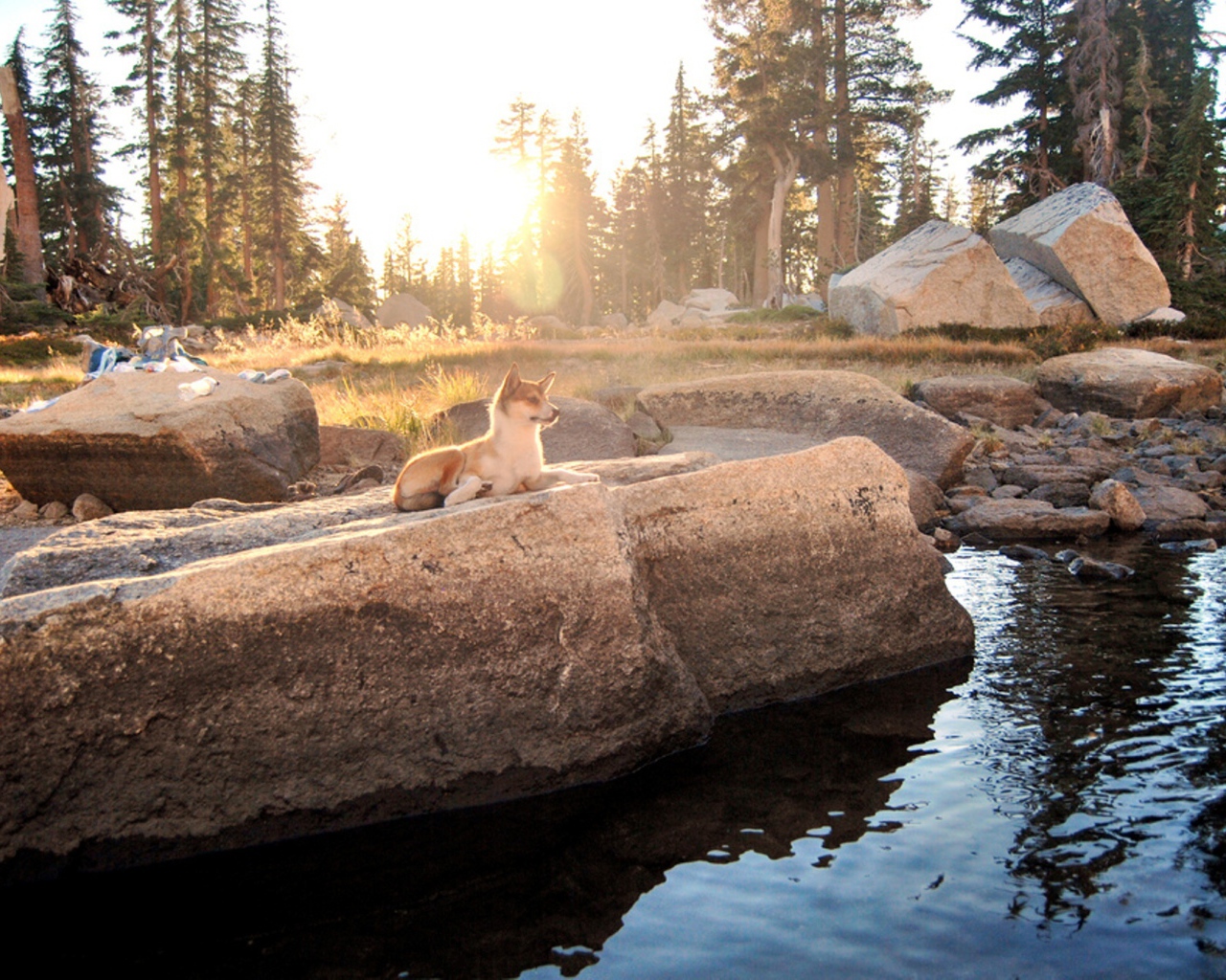 Норвежский лундехунд у воды