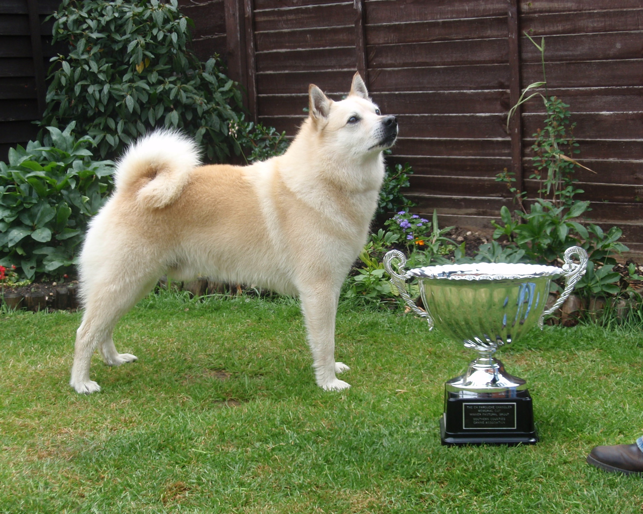 Норвежский лундехунд с наградой