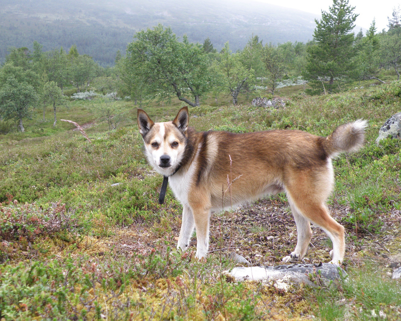 Строгий взгляд норвежского лундехунда